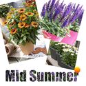 Bild von Midsummer P19 Divers
